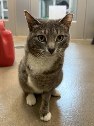 Smokey  - Video & Volunteer Pick!