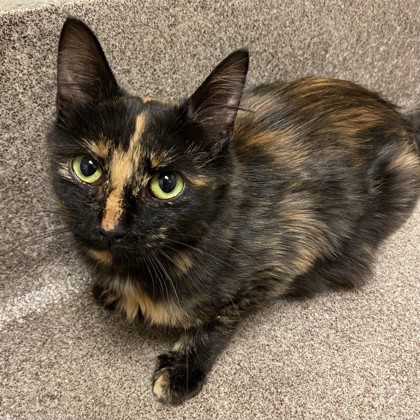 Tortie - FFA