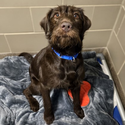 Thalia- Adoption Hold