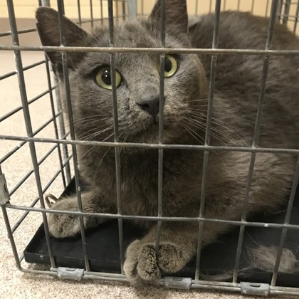 Inigo - Working Cat!