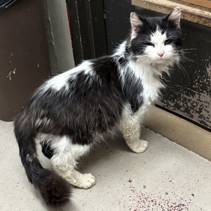 "Peter Cottontail" - Adoption Hold!