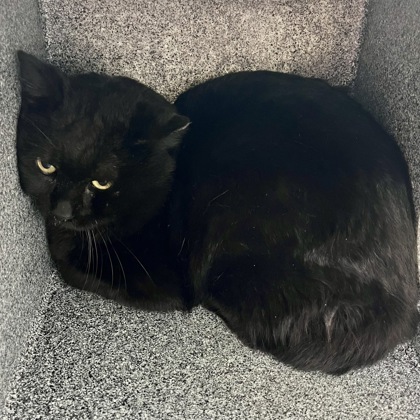 Cobalt-Working cat