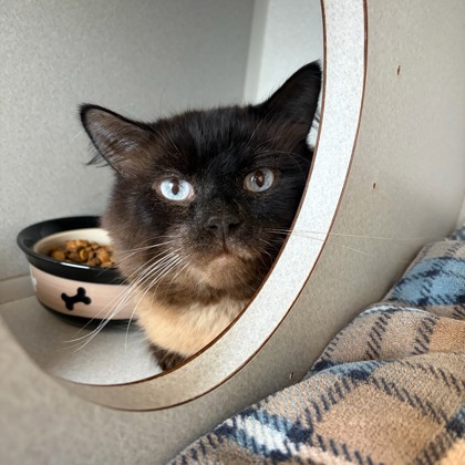 Smokey