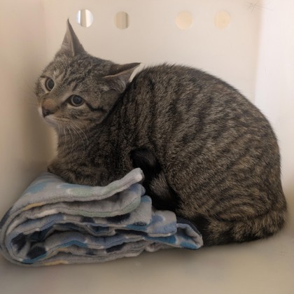 "Chilly Chelsea" - Adoption Hold!