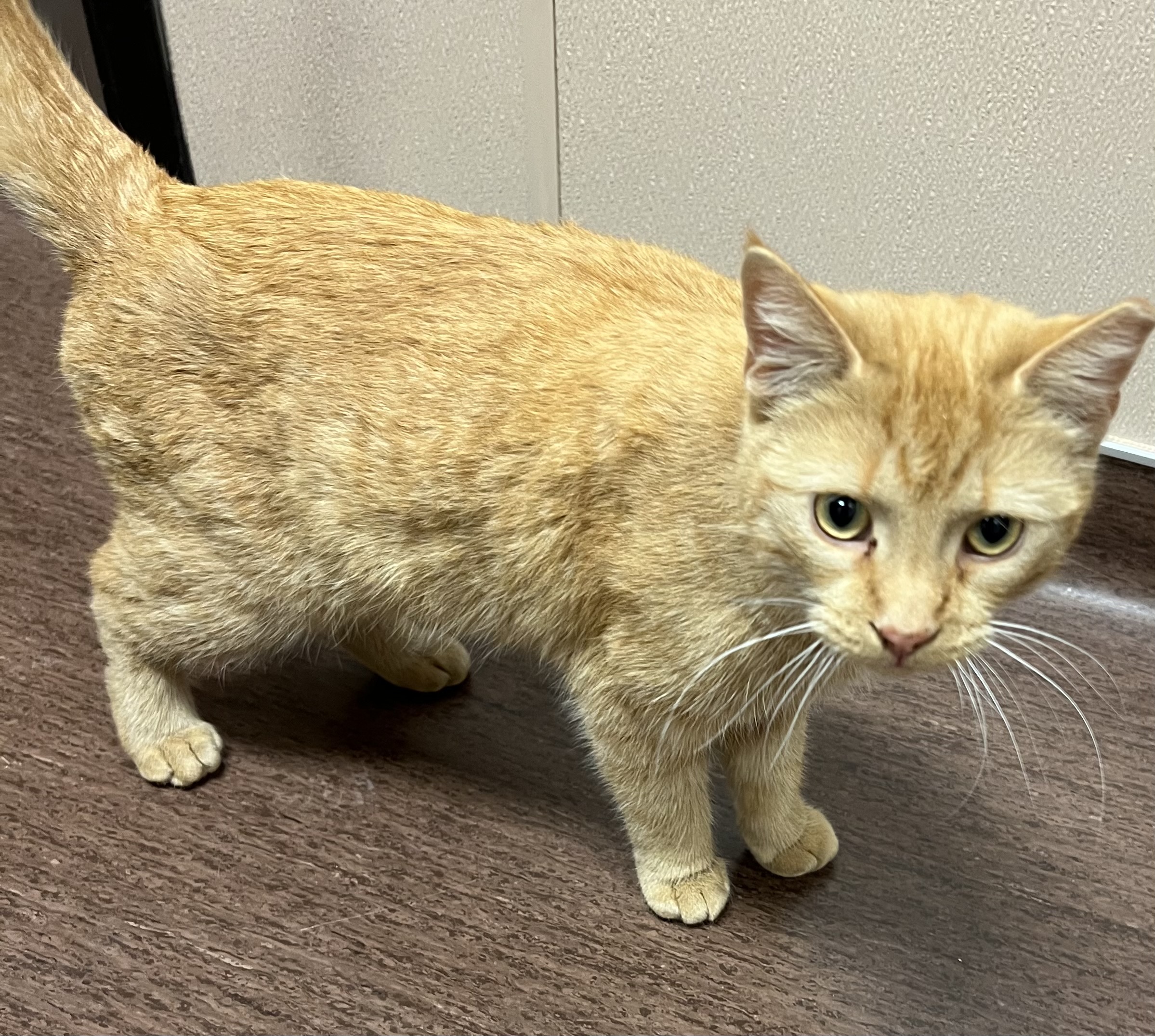 "Maple"- Adoption Hold