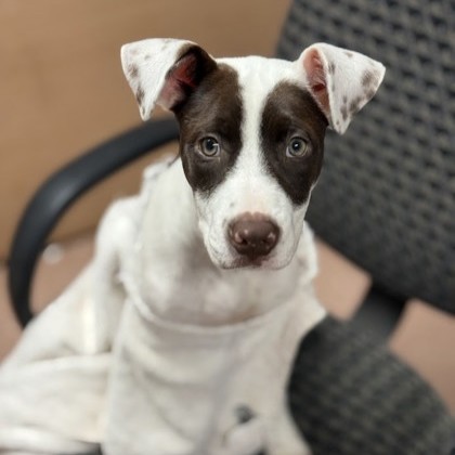 Nala