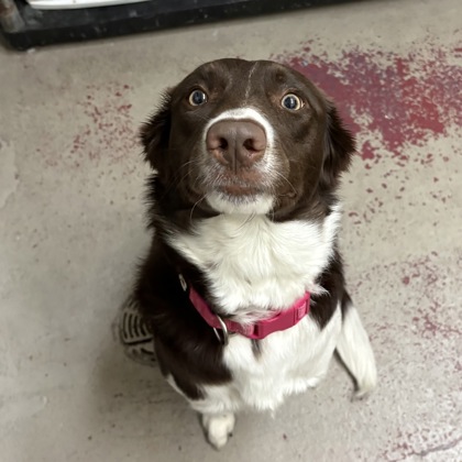 Rosie