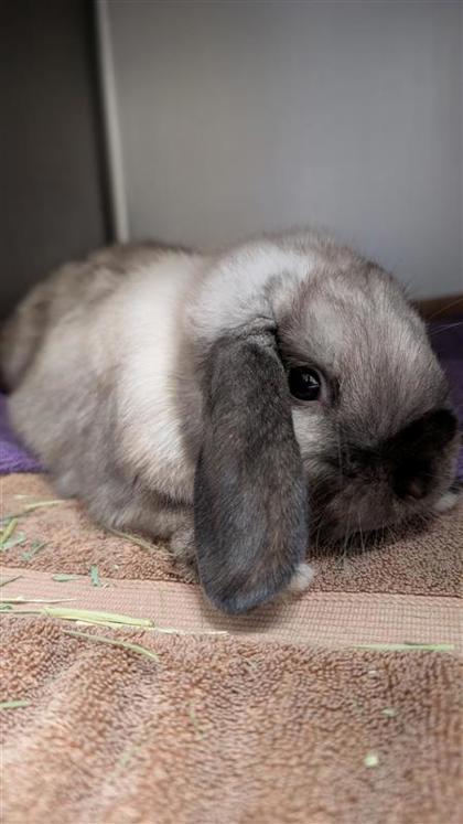 Bugs Bunny