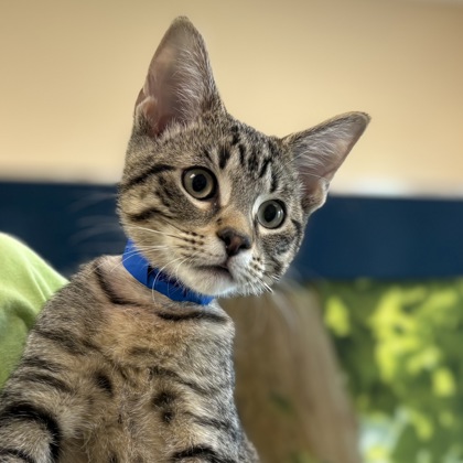 Ricky Ticky Tabby