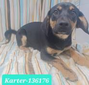 Karter
