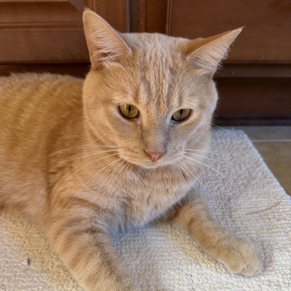 Luca
