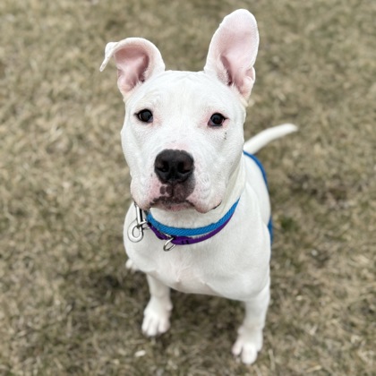 Marshmallow - Benchwarmer!