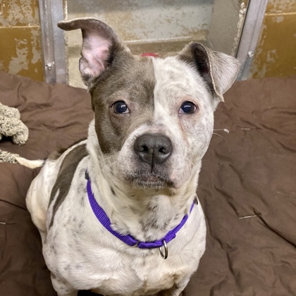 Minnie - Benchwarmer!