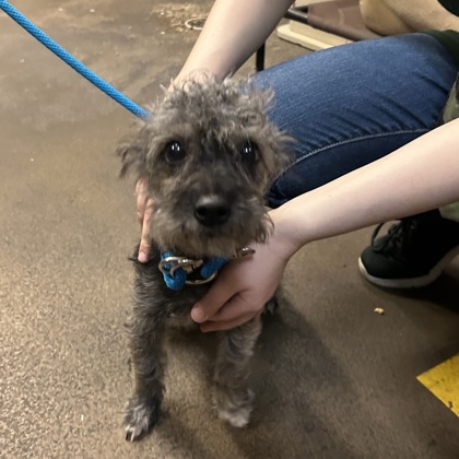 "Rory" - Adoption Hold!