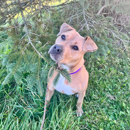 Maisy