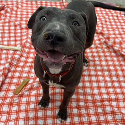 Angeles - Benchwarmer!