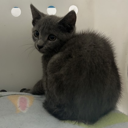 "Swae Lee" - Adoption Hold!