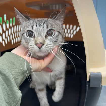 "Spork" -Adoption Hold!