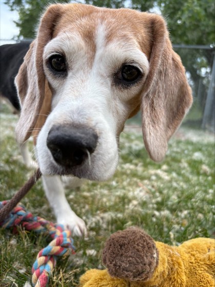 Lulu