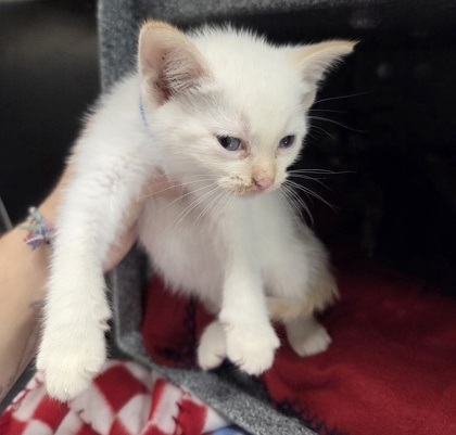 Alabaster-Adoption Hold