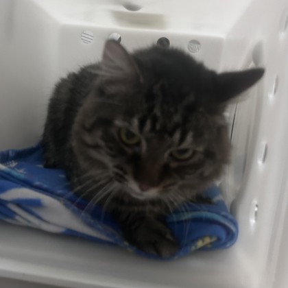 "Captain Purple Beard"