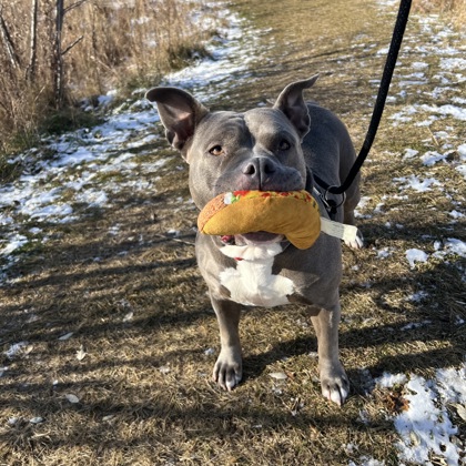 Lexi - Video, Staff Pick & Benchwarmer!