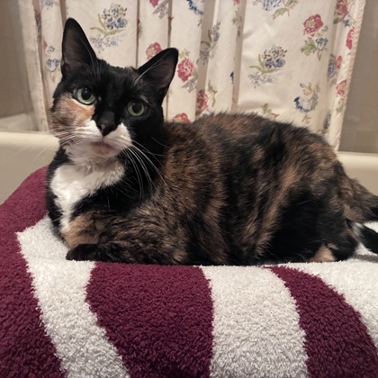 Kiki