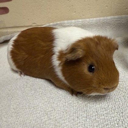 Piglet - Required Trio!