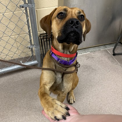 Pearl