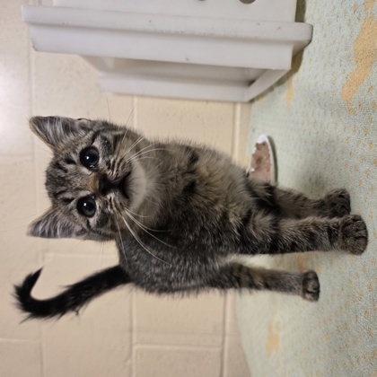 "Leo"-Adoption Hold!