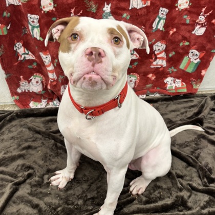 Chester - Benchwarmer!