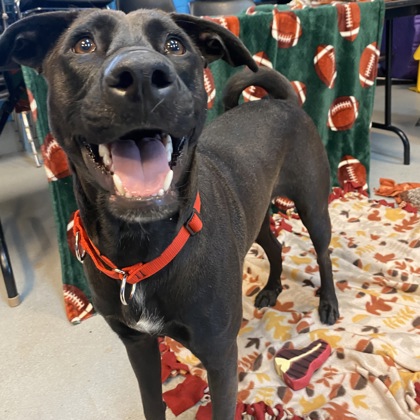 Stella - Benchwarmer!