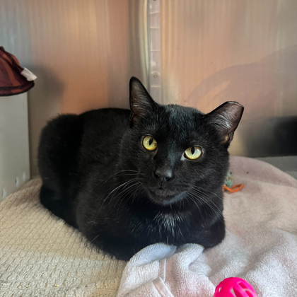 Jimmy - Working Cat!