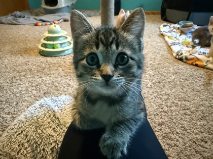 Frankie