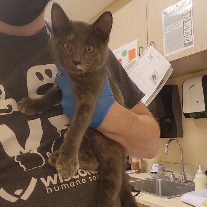 "Hansel" - Adoption Hold
