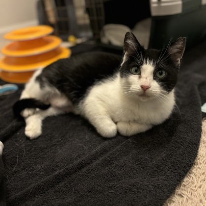 Cecile | Wisconsin Humane Society