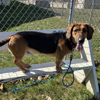 Zorro - Benchwarmer!