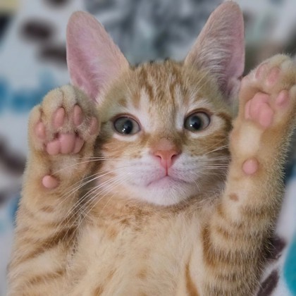 Beans-Video!