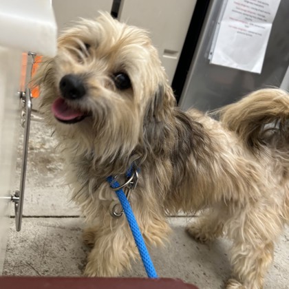 "Toto" - Adoption Hold!