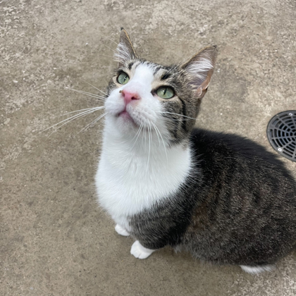 Ollie
