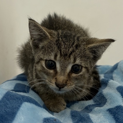 Augu - Adoption Hold!