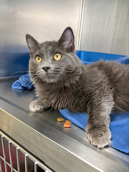 "Rufio" - Adoption Hold!