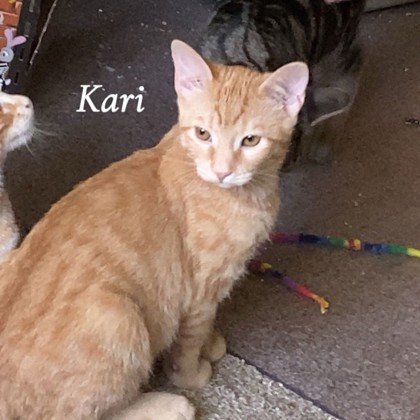 Kari