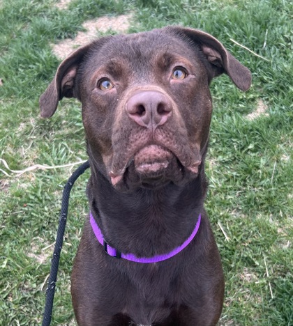 Coco- Video, Volunteer & Staff Pick & Benchwarmer!