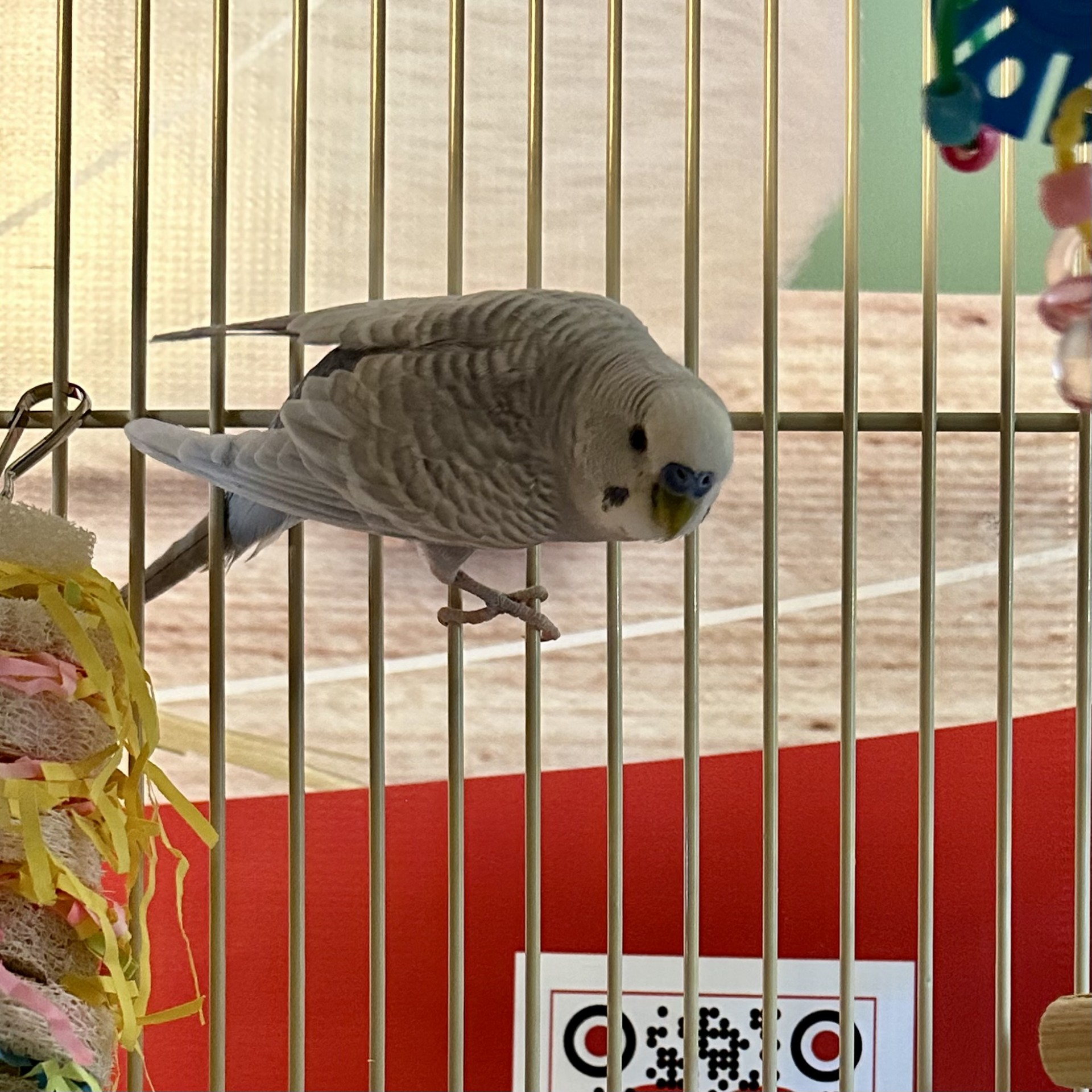 Cilantro