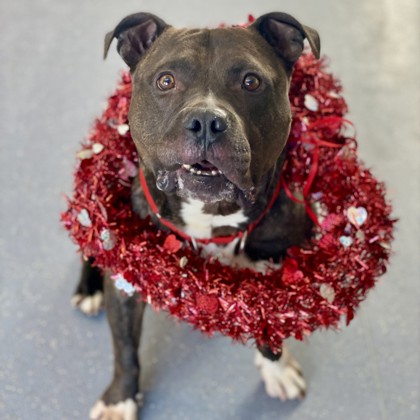 Rocko - Staff Pick & Benchwarmer!