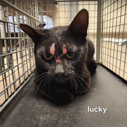 "Lucky"