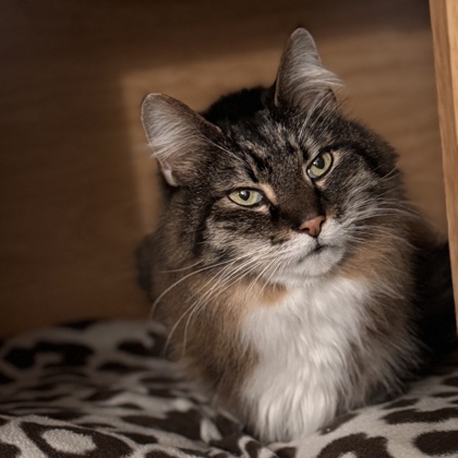 Teddy - Required couple