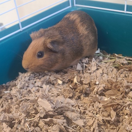 Peanut