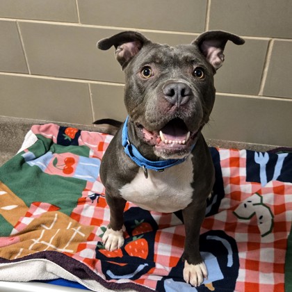 Joker - Video & Benchwarmer!